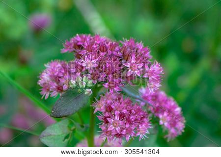 Purple Alpine Garden Plant Hylotelephium Triphyllum Sedum Stonecrop Close Up Macro Nature Background