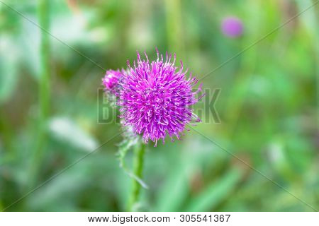 Purple Pink Flower Of Wild Milk Thistle Close-up View On Green Natural Countryside Background