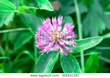 Trifolium Pretense Purple Red Clover Flower Head On Natural Green Medow Background.