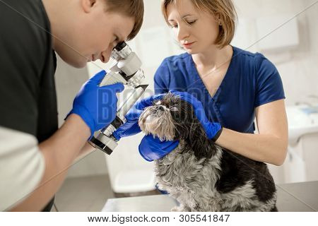 Veterinary, Ophthalmologists Examine The Injured Eye Of A Dog With A Slit Lamp In A Veterinary Clini