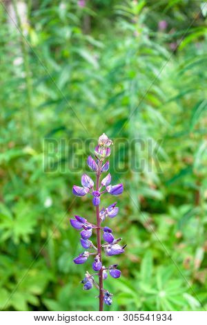 Blue Purple Lupine Flower On Wild Nature Green Grass Background. Macro Soft Focus Text Copy Space.