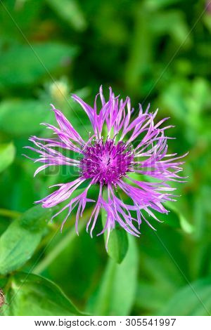 Flower Of Brown Knapweed Or Centaurea Jacea Macro, Selective Soft Focus On Natural Green Background