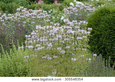 Beautiful And Well-kept Summer Park With Blossom Flowers And Fluffy Shrubs