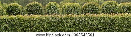 Beautifully Trimmed Trees And Shrubs In A Manor Or Palace Park