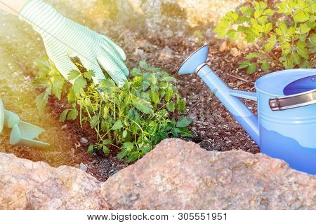 Planting Plants Astilba On Flower Bed Rockery
