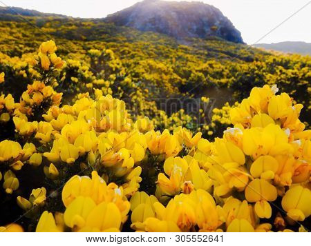 Yellow Flowers In A Field At The Base Of A Hill In Summer Sunshine.