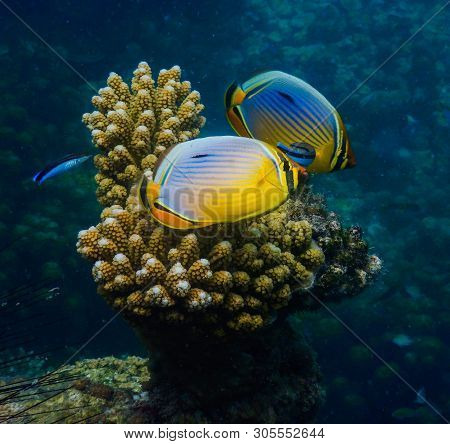 Pair Of Tropical Fish Hovering Over A Lonely Coral In A Deep Blue Background.