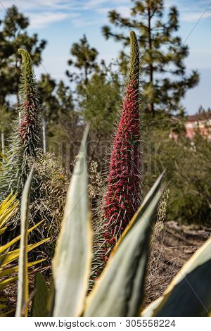 Endemic Beautiful Flower Tajinaste Rojo -echium Wildpretii- Near Road Line. Teide National Park, Ten