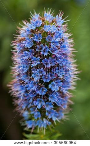 Closeup Photo Purple Pride Of Madeira Flower With Stamens