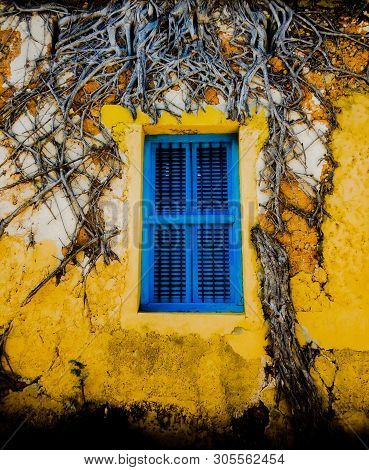 Old Window Shutters And Dying Vine Showing Beauty In Neglect.