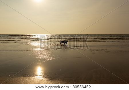 Dogs On The Beach Morjim Goa India