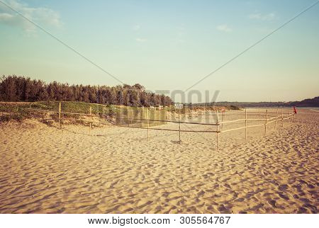 Olive Ridley Sea Turtle Nesting Site Morjim Goa