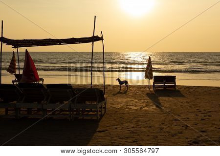 Dogs On The Beach Morjim Goa India
