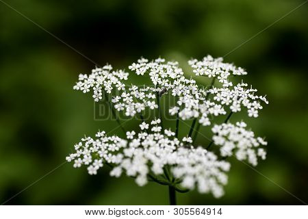 Wild Macro Flower Aegopodium Podagraria Ashweed Apiace Family Background High Quality