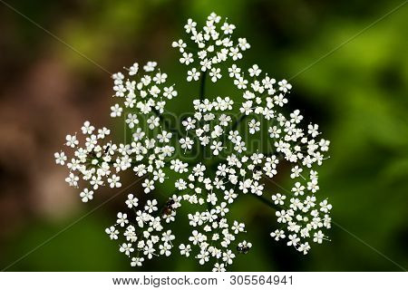 Wild Macro Flower Aegopodium Podagraria Ashweed Apiace Family Background High Quality