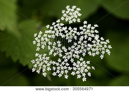 Wild Macro Flower Aegopodium Podagraria Ashweed Apiace Family Background High Quality