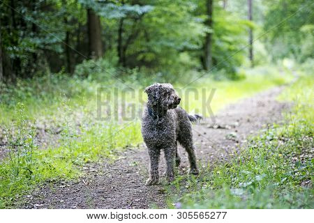 Brown Dog Portrait In Forest Lagatto Romagnolo Background High Quality Prints