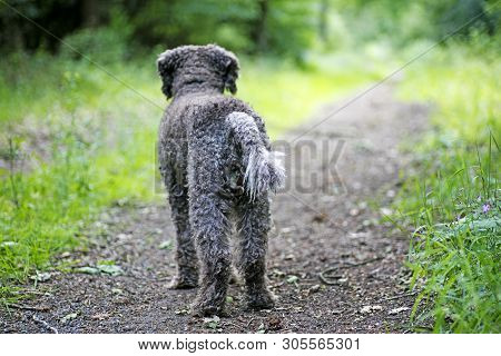 Brown Dog Portrait In Forest Lagatto Romagnolo Background High Quality Prints