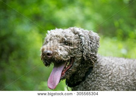 Brown Dog Portrait In Forest Lagatto Romagnolo Background High Quality Prints