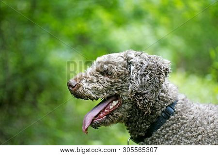 Brown Dog Portrait In Forest Lagatto Romagnolo Background High Quality Prints