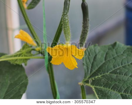 Yellow Flower Bud Of A Cucumber With The Ovary. Olericulture. Agriculture.