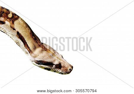 Representative Of Reptiles In Hands Of The Person.