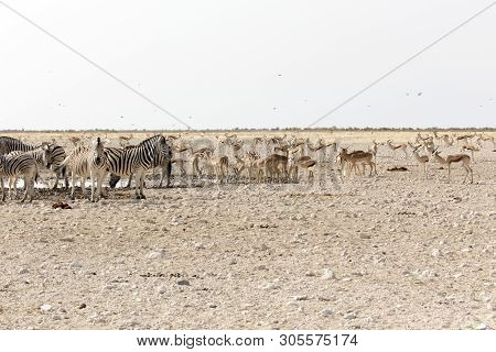 Animals Arriving At Water Hole In Desert Of Namibia