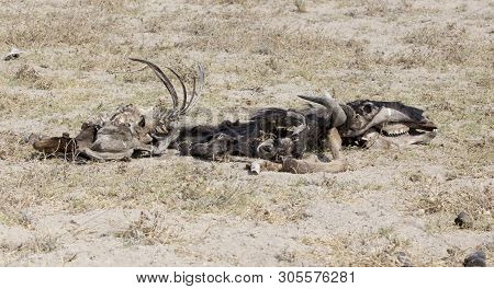 A Dead Animal In The Desrt Of Namibia
