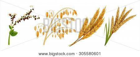 Realistic Cereals. Oat Wheat Rice And Barley Ears, 3d Agricultural Healthy Food And Harvest Seeds. V