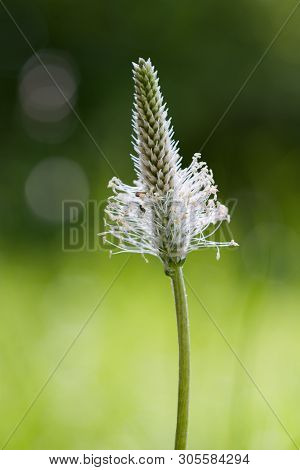 The Lanceolata Plantain (plantago Lanceolata) Is A Medicinal Herb That Has Anti-cough Properties And