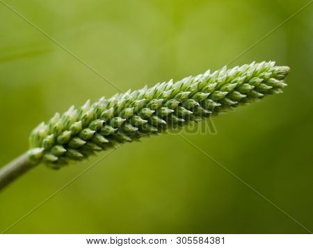 The Lanceolata Plantain (plantago Lanceolata) Is A Medicinal Herb That Has Anti-cough Properties And