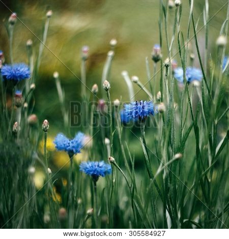 Bright Cornflower, Knapweed, Bluebottle, Bachelors Button, Bluet, Centaury On Green Yellow Backgroun