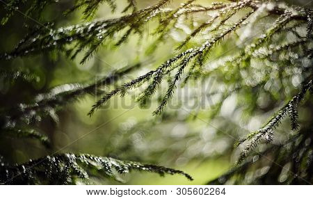 Blurred Background  With Green Fir-tree Branches And Bokeh