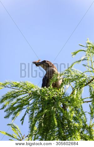 Bug In The Mouth Of A Great Crested Flycatcher Myiarchus Crinitus Bird