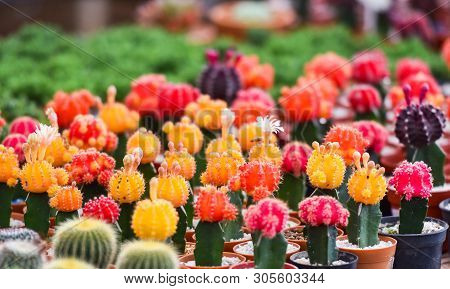Gymnocalycium Cactus / Colorful Red And Yellow Flowers Cactus Beautiful In Pot Planted In The Garden
