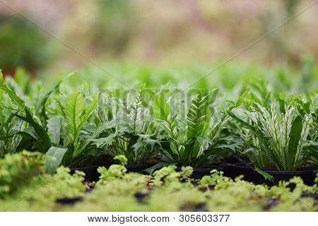 Green Leaves Of Bird Nest Fern In Nursery Garden Farm Plant Background - Asplenium Nidus Fern