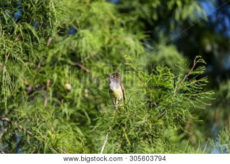 Great Crested Flycatcher Myiarchus Crinitus Bird