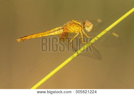 Southern Darter Dragonfly