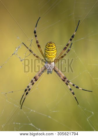 Wasp Spider (argiope Bruennichi) Waiting For Prey In Web. Close Up