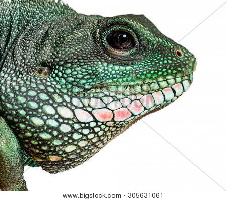 Chinese water dragon , Physignathus cocincinus, is a species of agamid against white background