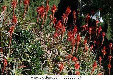 Aloe Arborescens Variegata In Full Bloom, Miraflores, Costa Del Sol, Malaga Province, Andalucia, Spa