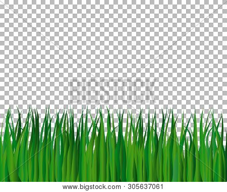 Grass Background With Transparency Grid On Back. Vector Illustration.