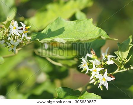Flower Turkey Berry, Solanum Torvum Name Vegetable White Petals, Yellow Pollen On Blur Nature Backgr