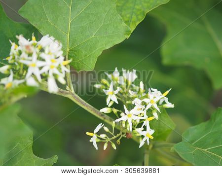 Flower Turkey Berry, Solanum Torvum Name Vegetable White Petals, Yellow Pollen On Blur Nature Backgr