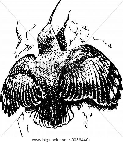 Uccello tichodroma