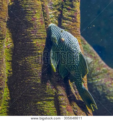 Royal Panaque In Closeup, Popular Suckermouth Catfish In Aquaculture, Tropical Fish From The Amazon 