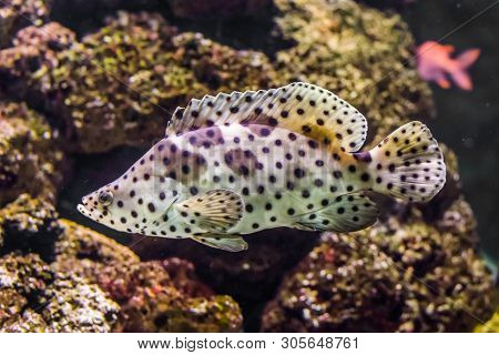Closeup Of A Panther Grouper, White With Black Spotter Tropical Fish, Exotic Pet From The Indo-pacif