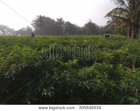 Views Of The Chili Trees In The Fields