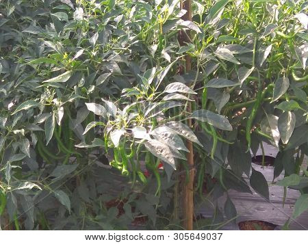 Views Of The Chili Trees In The Fields