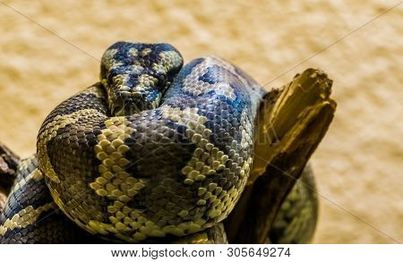 Closeup Of A Northwestern Carpet Python On A Tree Branch, Tropical Snake From Australia